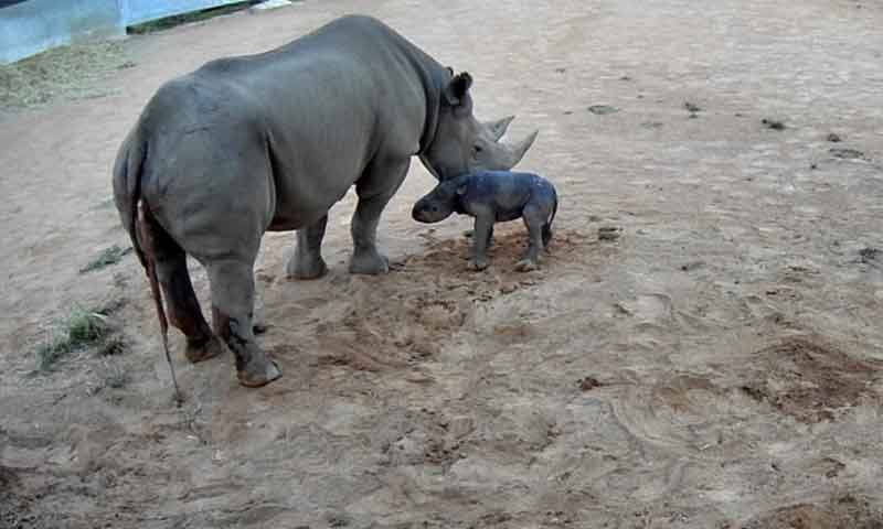 نایاب نسل کے سیاہ گینڈے کے ہاں بچےکی پیدائش