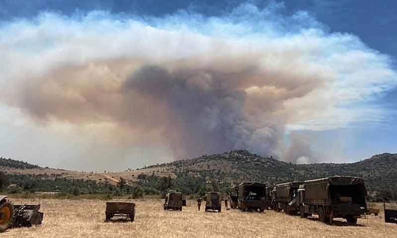 کھانا پکانے والے کی وجہ سے پانچ ہاتھی جل گئے
