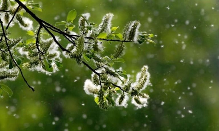 اسلام آباد: پولن میں قبل از وقت اضافہ