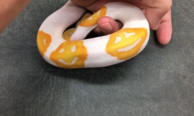 مسکراتے چہرے کے ایموجیز والا سانپ لاکھوں روپے میں فروخت