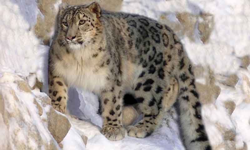 پہاڑ سے گر کر نایاب برفانوی تیندوا ہلاک