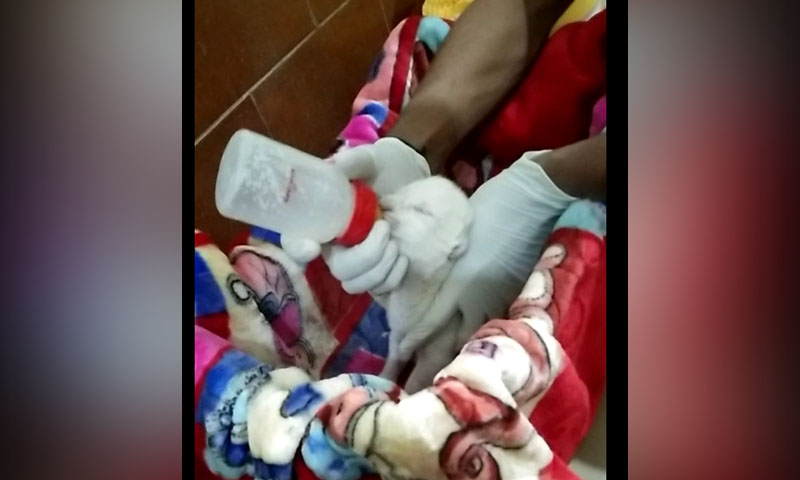 لاہور چڑیا گھر میں سفید شیرنی کے ہاں بچے کی پیدائش