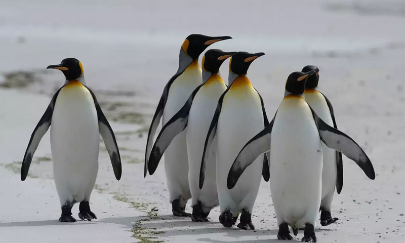 شدید سردی میں زندگی گزارنے والے شہنشاہ پینگوئن کی کہانی