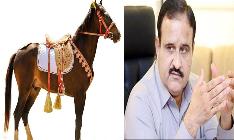 عثمان بزدار کو 6لاکھ کا گھوڑا کتنے کا پڑے گا؟