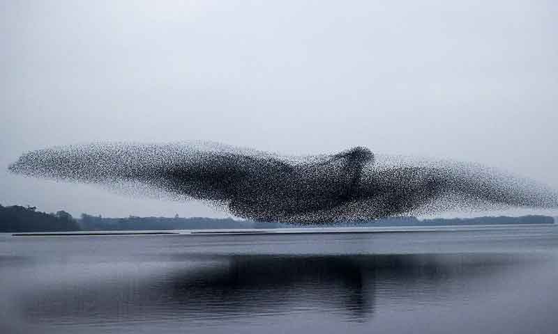 چڑیوں کے غول نے پرندے کی شکل بنا دی