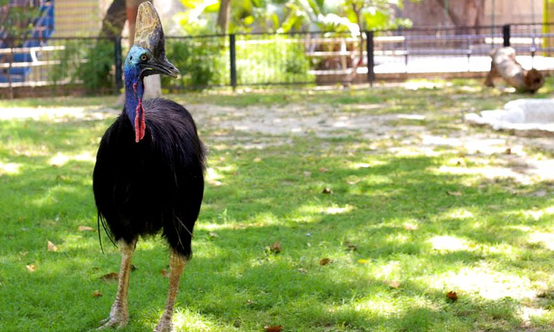 لاہور چڑیا گھر کا سب سے معمر پرندہ کساوری ہلاک ہو گیا