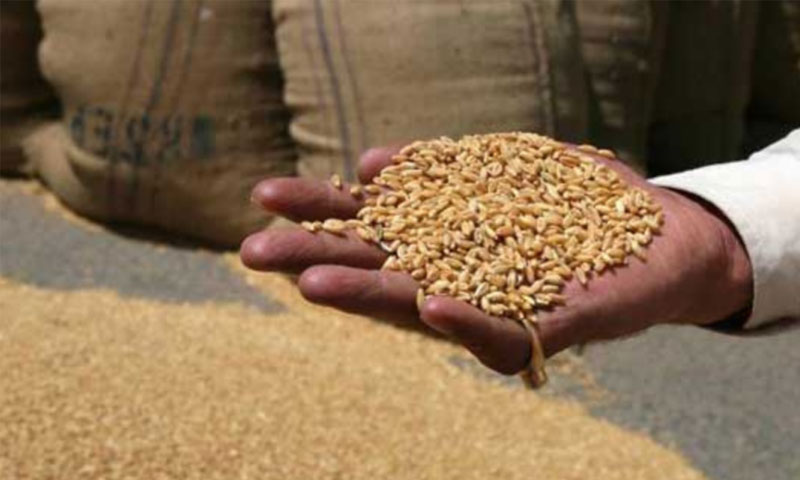 گندم کی پیداوارنے ریکارڈ قائم کردیا Wheat