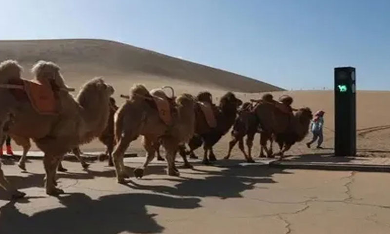 اونٹوں کیلئے دنیا کا پہلا ٹریفک سگنل نصب