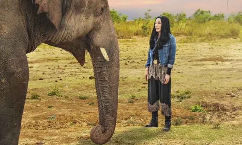 اسلام آباد چڑیا گھر کے ہاتھی کاون کو کیسے بچایا گیا؟