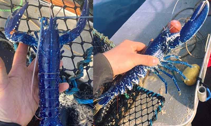 نایاب نیلا لوبسٹر پکڑا گیا نایاب نیلا کیکڑا پکڑا گیا