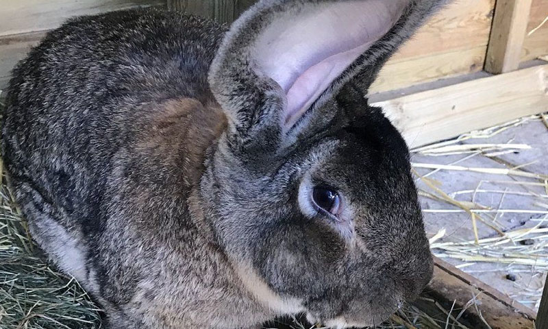 دنیا کا سب سے بڑا ایوارڈ یافتہ خرگوش چوری ہو گیا