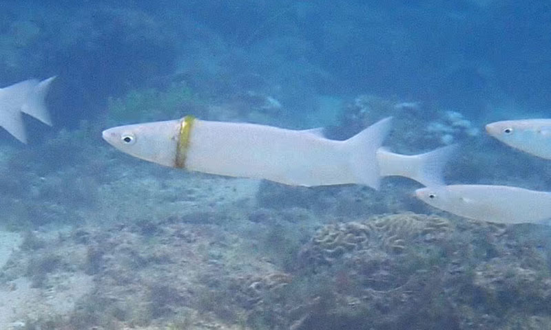 ایک ہزار ڈالر کی انگوٹھی مچھلی کے گلے سے نکال لی