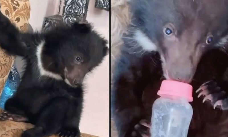 ڈبلیو ڈبلیو ایف کی ریچھ کے بچے کو قدرتی ماحول میں رکھنے کیلئے مدد کی پیشکش