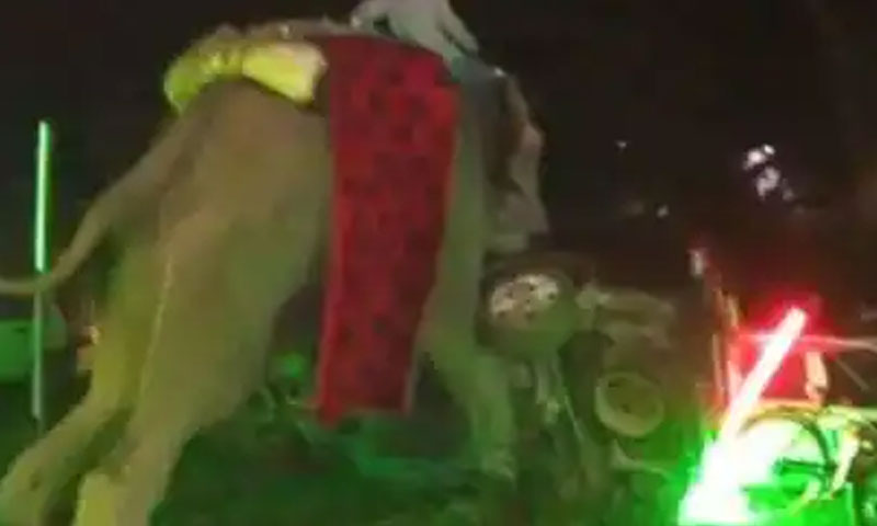 بھارت: بارات کی آمد پر ہاتھی مشتعل ہو گیا