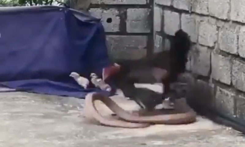 ماں کی ممتا: مرغی چوزوں کو بچانے کے لیے سانپ سے لڑ گئی، ویڈیو وائرل