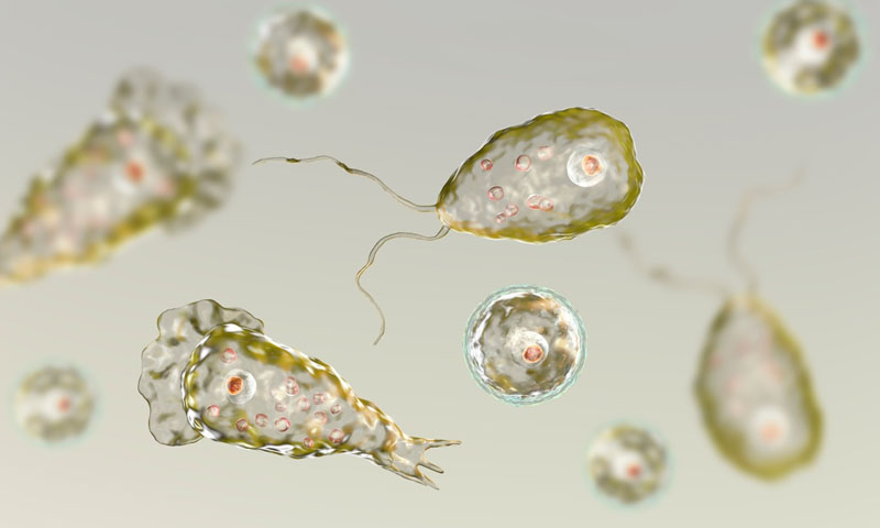 کراچی: نگلیریا سے متاثرہ مریض انتقال کر گیا