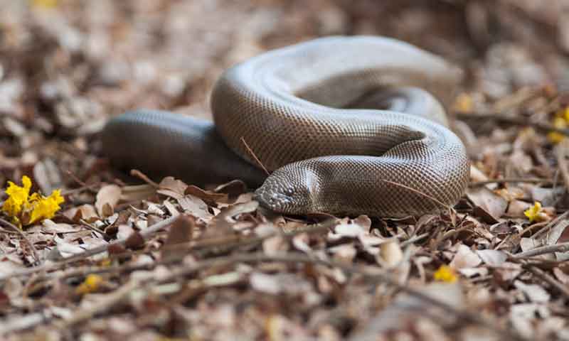 سانپ کے کاٹنے پر شہری نے بھی سانپ کو کاٹ لیا