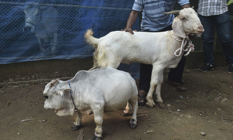 سوشل میڈیا اسٹار "گائے رانی" چل بسی