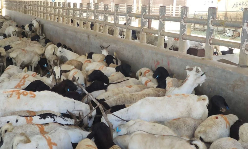 قربانی کے جانور: اقساط پر حاصل کرنے کی پیشکش