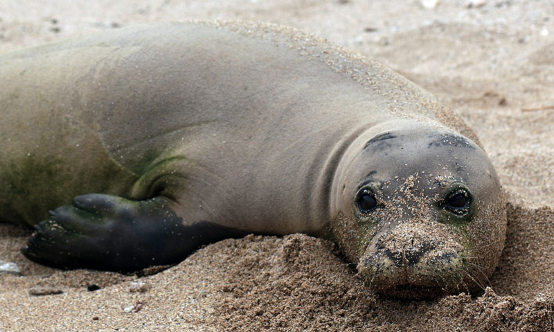 سمندری بلی کو چھیڑنے پر بھاری جرمانہ سمندری بلی کو چھیڑنے پر بھاری جرمانہ