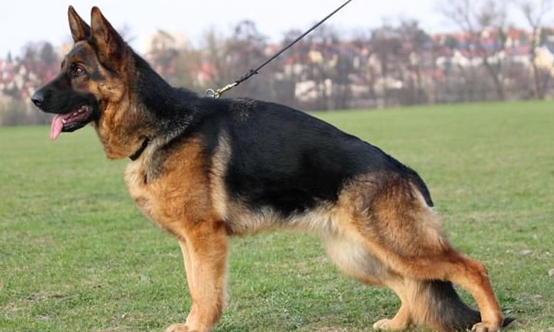 کتا مارنے کے تنازعہ پر فائرنگ، خاتون سمیت تین افراد جاں بحق