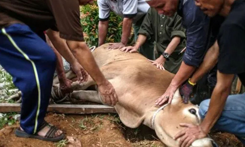 عیدالاضحیٰ: ملک بھر میں قربانی کا سلسلہ دوسرے روز بھی جاری