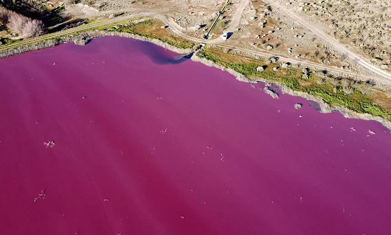 ارجنٹینا میں جھیل گلابی شکل اختیار کر گئی، مگر کیوں؟