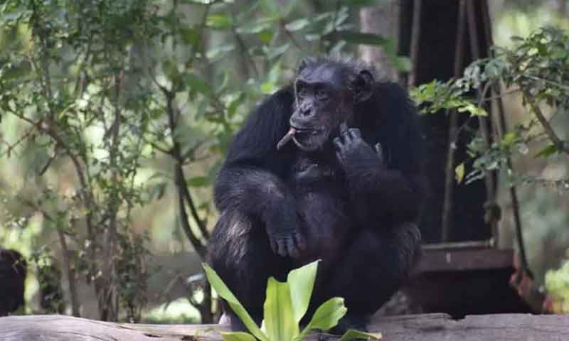 چیمپینری سے محبت مہنگی پڑگئی