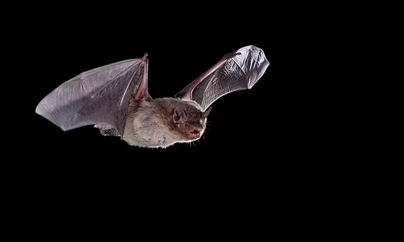 موت نے 1200 میل دور بلا لیا