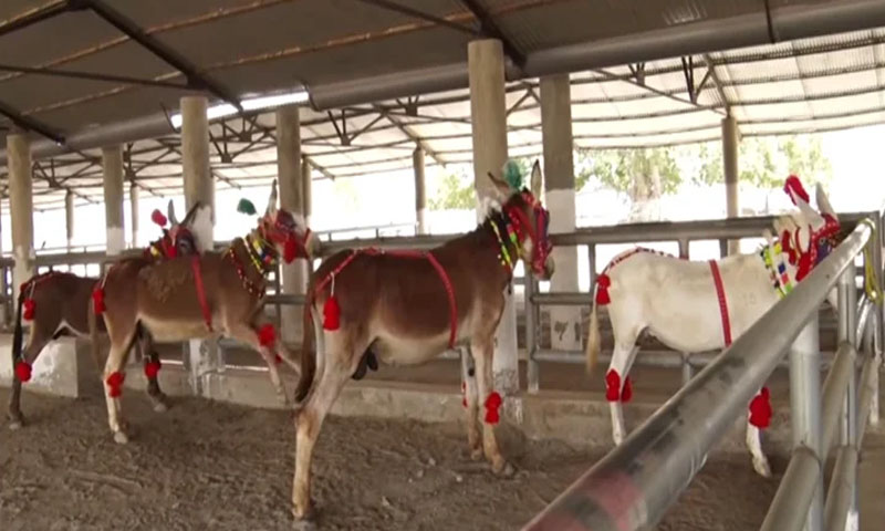 گدھوں کی افزائش کے لیے حکومت پنجاب نے سرکاری فارم قائم کردیا