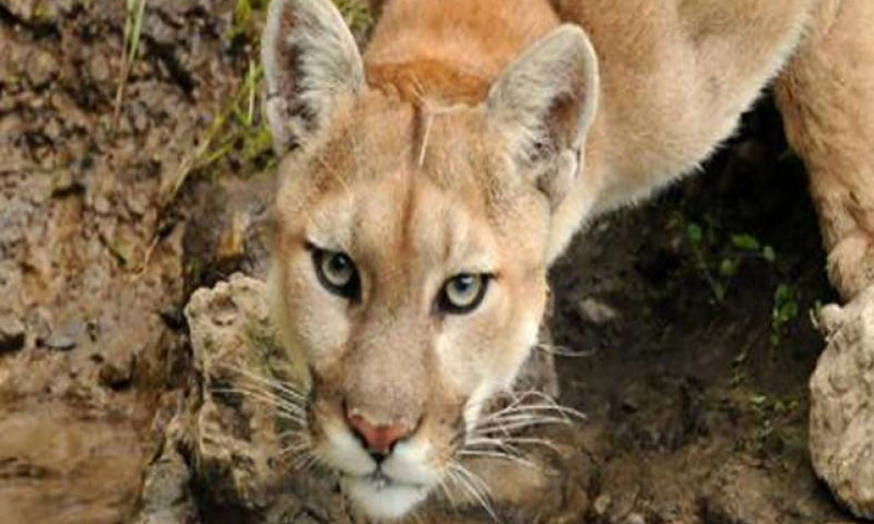 شیر کا بچے پر حملہ، ماں خالی ہاتھ بھڑ گئی، بچہ منہ سے چھڑا لیا