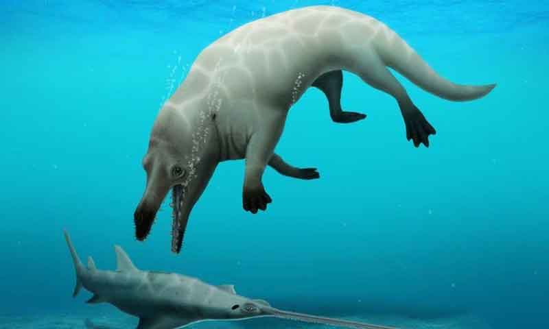 مصر: قدیم چار ٹانگوں والی وہیل کی نئی اقسام دریافت