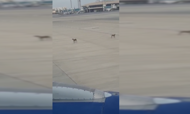 کتے کہیں کے: رن وے پہ رن، لے اڑی گن