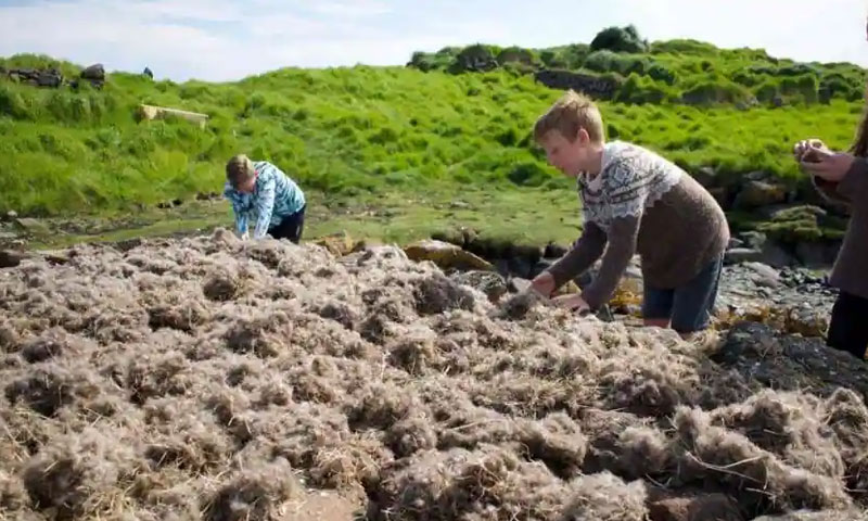 بطخ جس کے ایک کلو پروں کی قیمت 10 لاکھ روپے