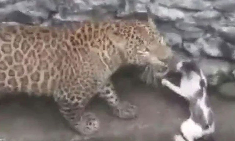 بلی نے چیتے کو پچھاڑ دیا، ویڈیو وائرل