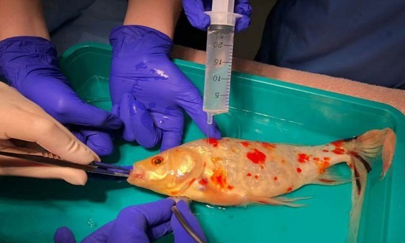 پالتو مچھلی کی جان بچانے کیلئے 70 ہزار روپے خرچ