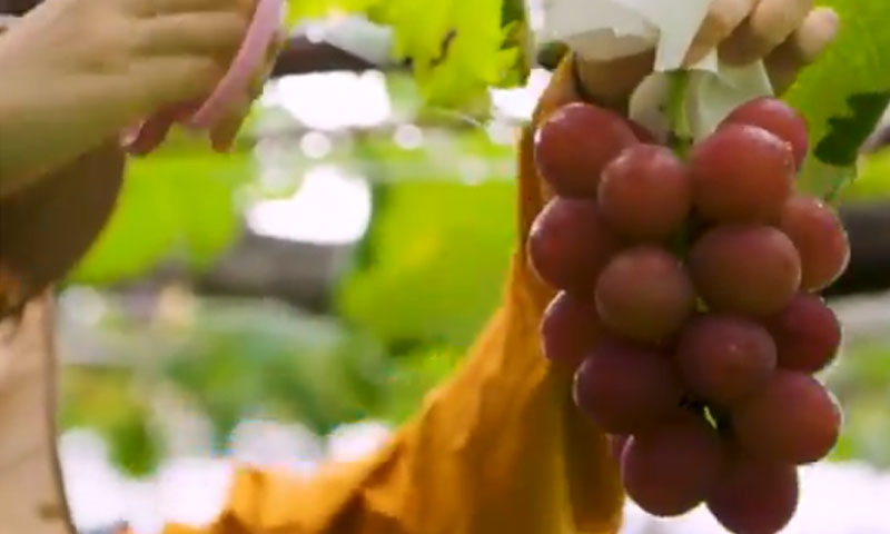 انگور کے ایک گچھے کی قیمت 76 ہزار روپے سے زائد