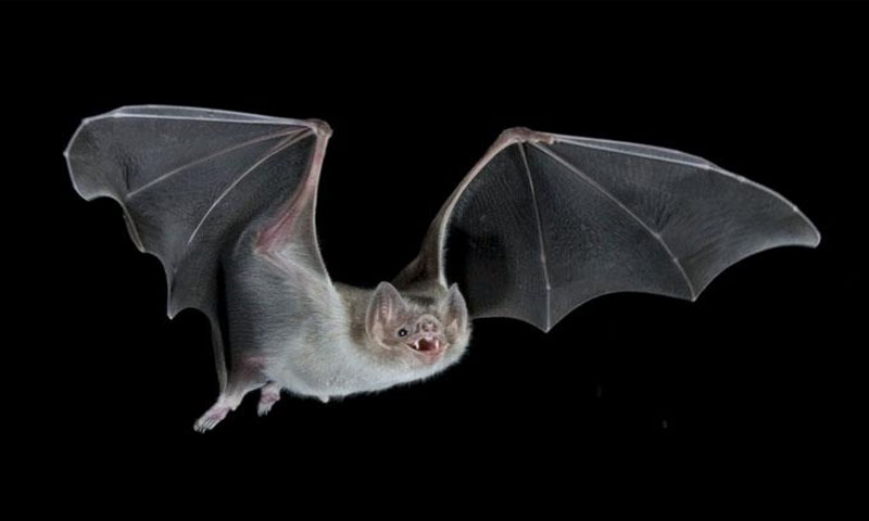 ”شیئرنگ از کیئرنگ’کا اصول چمگادڑوں میں بھی