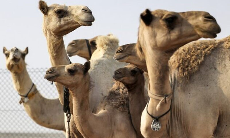 اونٹ کے ذریعے کورونا وائرس ختم ہو سکتا ہے، تحقیق