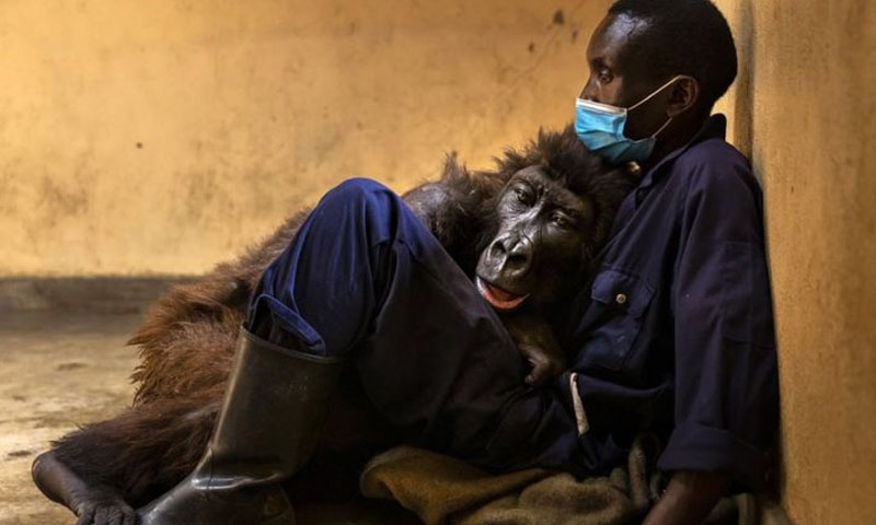 سیلفی سے مشہور مادہ گوریلا چل بسی