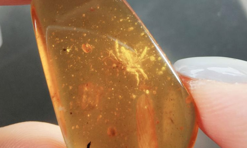 100 ملین سال پرانا کیکڑا دریافت