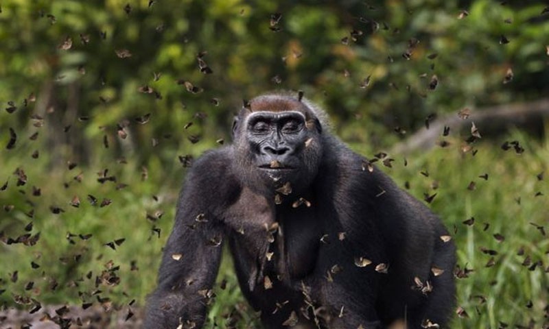 تتلیوں کے جھرمٹ میں گوریلے کی تصویر نے میلہ لوٹ لیا