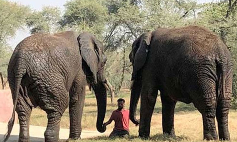 کراچی: سفاری پارک کا سونو ہاتھی، ہتھنی نکلی