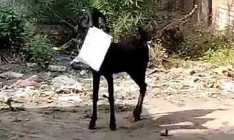 بکری اپنا کام دکھا گئی