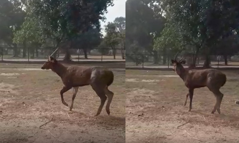 بھارتی ہرن بھارت سے لاہور پہنچ گیا