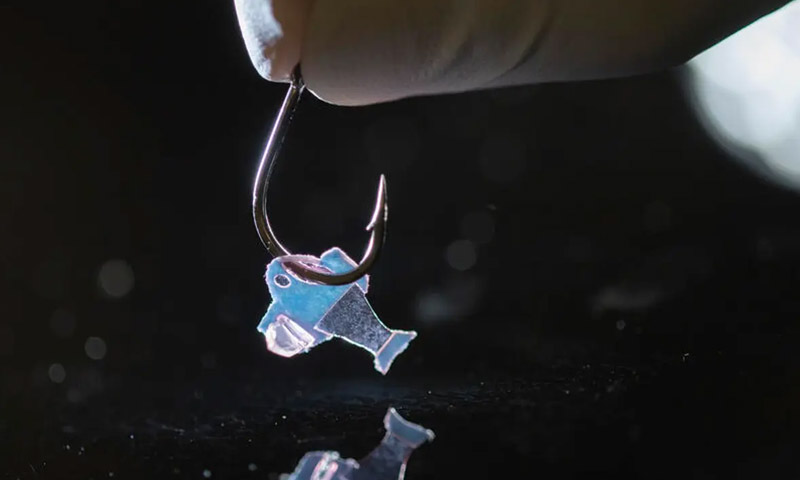 انسانی دل کے خلیات سے تیار کردہ روبوٹک مچھلی تیار