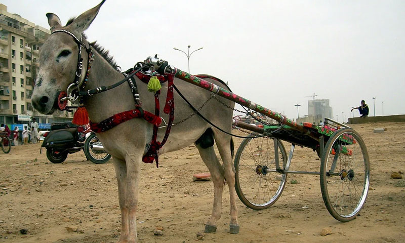 مہنگا پیٹرول، پبلک ٹرانسپورٹ افورڈ نہیں کر سکتا، ایئرپورٹ گدھا گاڑی لانے کی اجازت دی جائے، ملازم کی انوکھی فرمائش