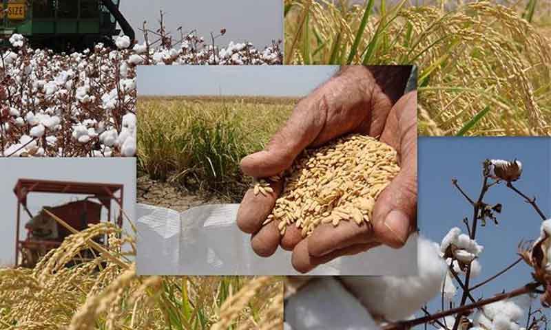 گندم اور کاٹن کی کاشت میں کمی، چاول گنا کی کاشت میں اضافہ، رپورٹ