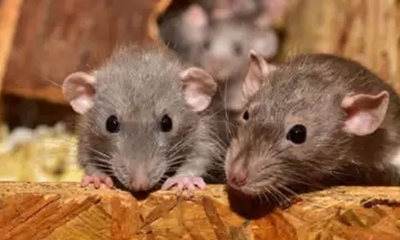 یقین کریں، چوہے پولیس سے نہیں ڈرتے،500 کلو چرس کھا گئے، عدالت نے ثبوت مانگ لیے