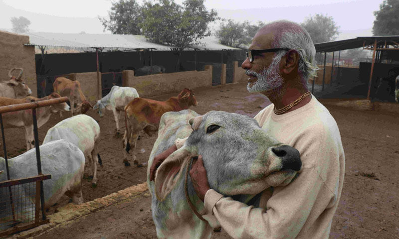 ویلنٹائن ڈے گائے کو گلے لگا کر منائیں، بھارتی حکومت کی عوام سے اپیل